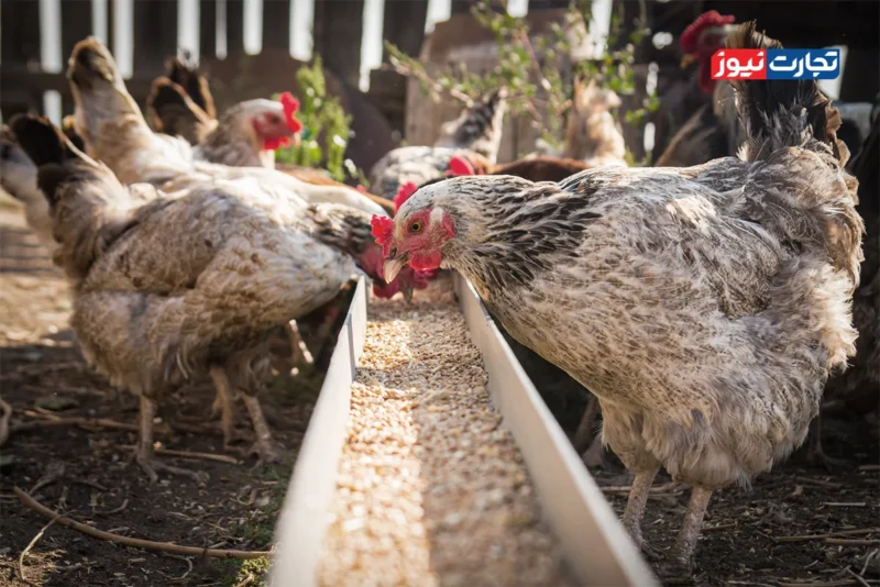 مرغداری نهاده دامی