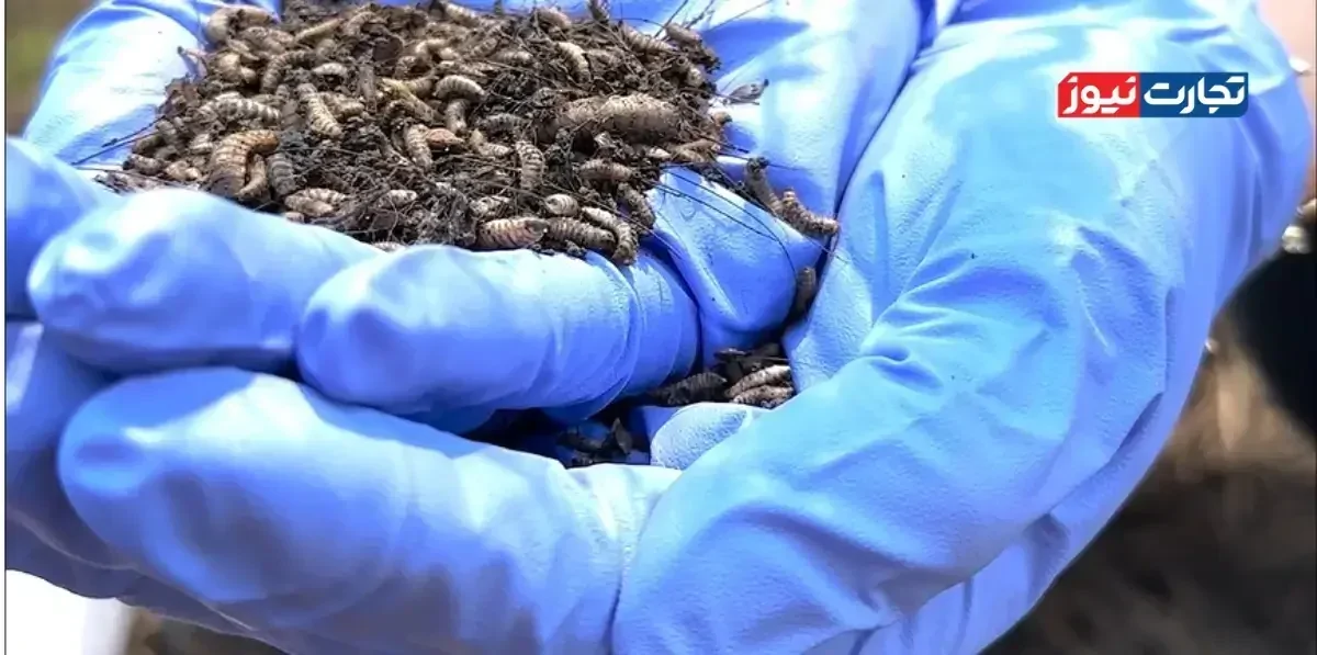 تشخیص زمان مرگ با هوش مصنوعی توسط پزشکی قانونی / تکنیکی جدید با اثرانگشت شیمیایی حشرات