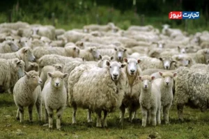 قیمت دام زنده امروز 24 آبان 1404 + جدول