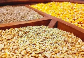 ۱۰ درصد نهاده مرغداران در سامانه بازارگاه تامین می‌شود