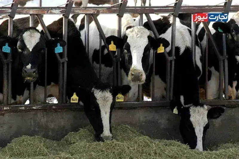 کمبود نهاده‌های دامی