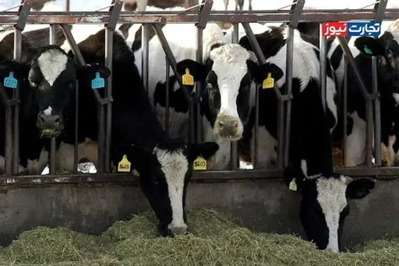 کمبود نهاده‌های دامی