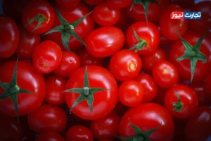 گوجه فرنگی گران می‌شود؟ / تولید و صادرات گوجه فرنگی در ایران از چه الگویی پیروی می‌کند؟