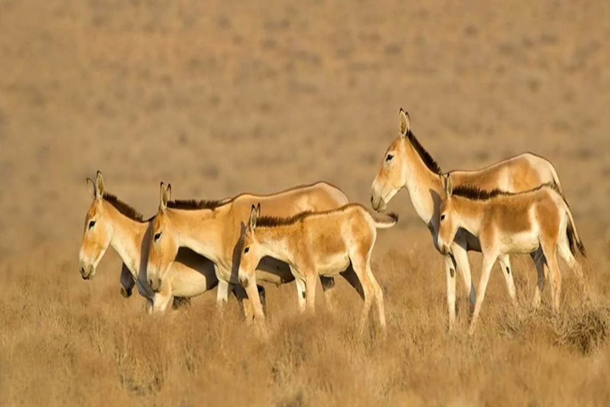 نجات گورخر ایرانی از مرگ در کویر سوزان؛ بازگشت از آستانه نابودی