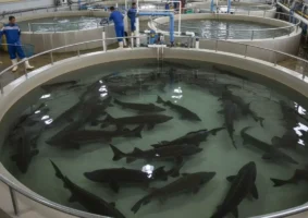 ۴۵۰ میلیون دلار صادرات محصولات شیلاتی در هفت ماهه امسال