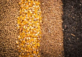 تخلیه و بارگیری نهاده های دامی آغاز شد