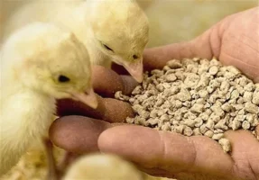 فرآیند تأمین ارز نهاده‌های دامی در حال تکمیل است