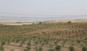 طرح 600 میلیارد تومانی کشت و صنعت برای اشتغال و تولید در دلفان