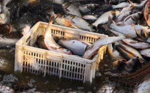 لرستان آماده تبدیل‌شدن به قطب آبزی‌پروری کشور