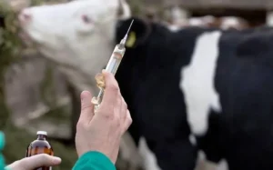 ۲ میلیون دُز واکسن تب برفکی وارد می شود