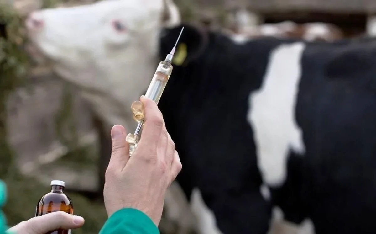 ۲ میلیون دُز واکسن تب برفکی وارد می شود