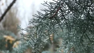 بارش‌های اخیر کم‌آبی کشور را جبران می کند