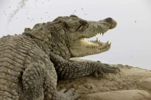 احتمال خروج گاندوها از برکه‌ها در سیستان و بلوچستان