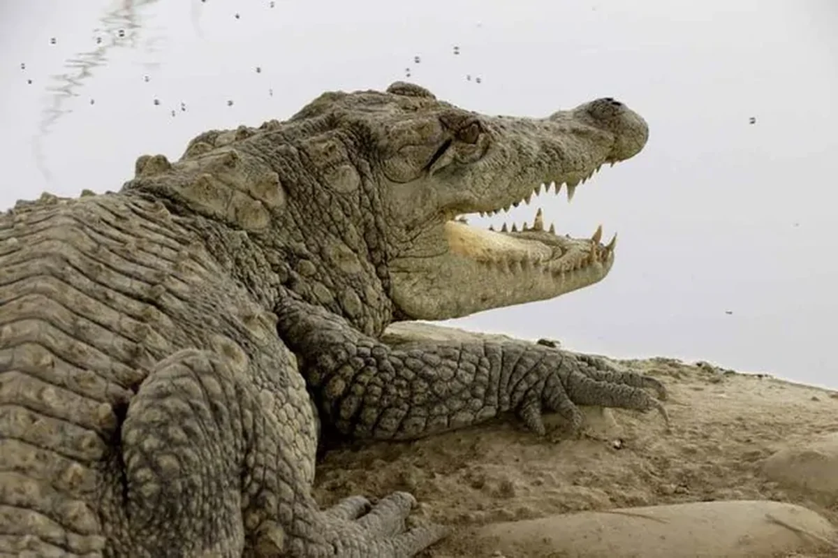 احتمال خروج گاندوها از برکه‌ها در سیستان و بلوچستان