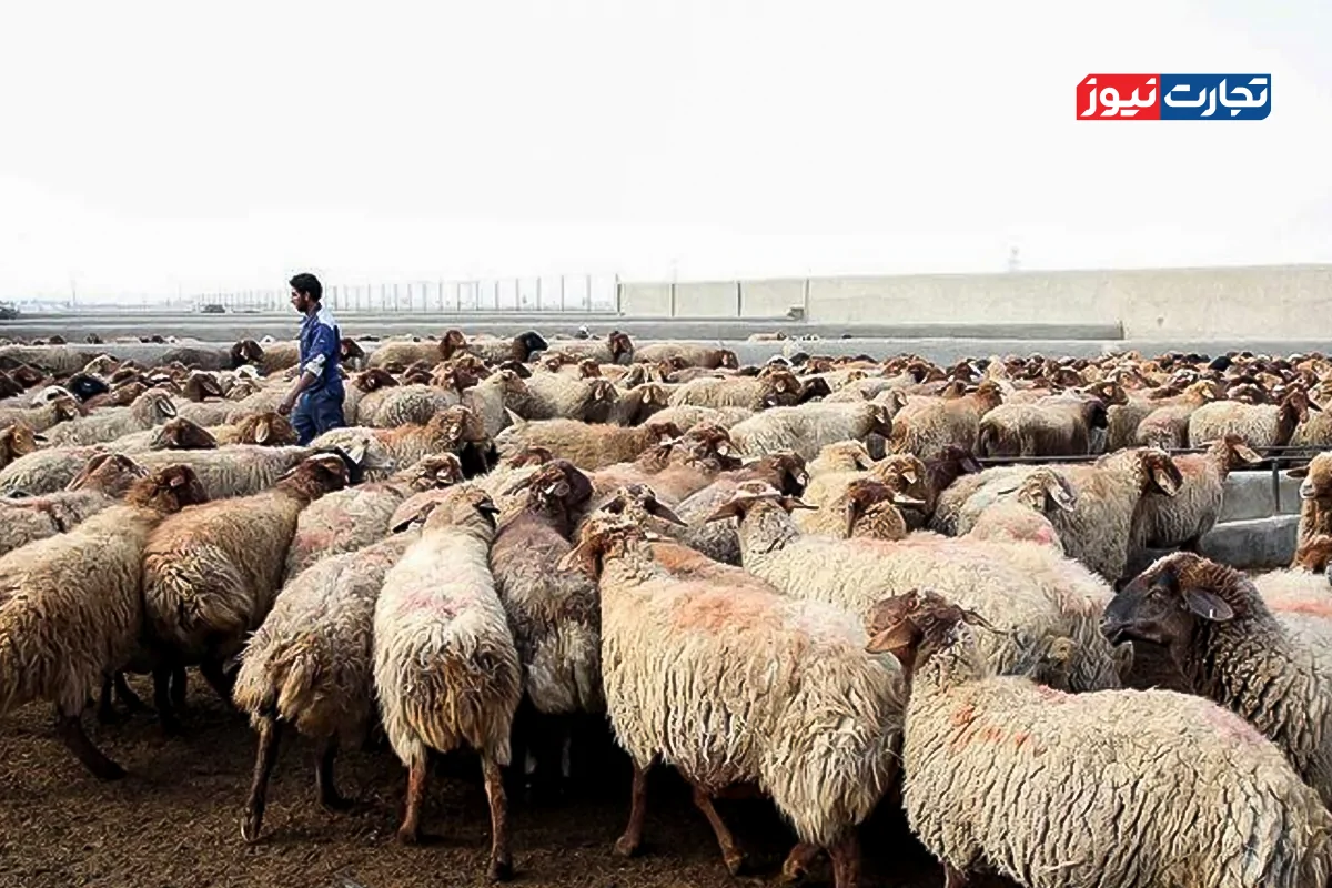 خشکسالی و کمبود نهاده قیمت دام را افزایش داد / قیمت دام زنده و قیمت گوشت دو مقوله جداگانه هستند