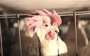 انحصار واردات نهاده کار دست دولت داد