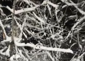 شمال و شرق تهران سفیدپوش شد