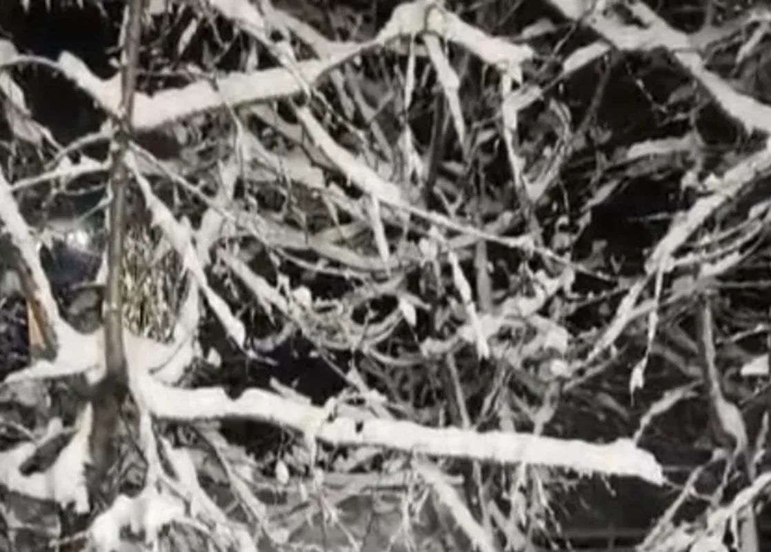 شمال و شرق تهران سفیدپوش شد