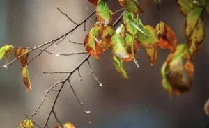 بارش برف و باران خراسان رضوی را فرا می گیرد