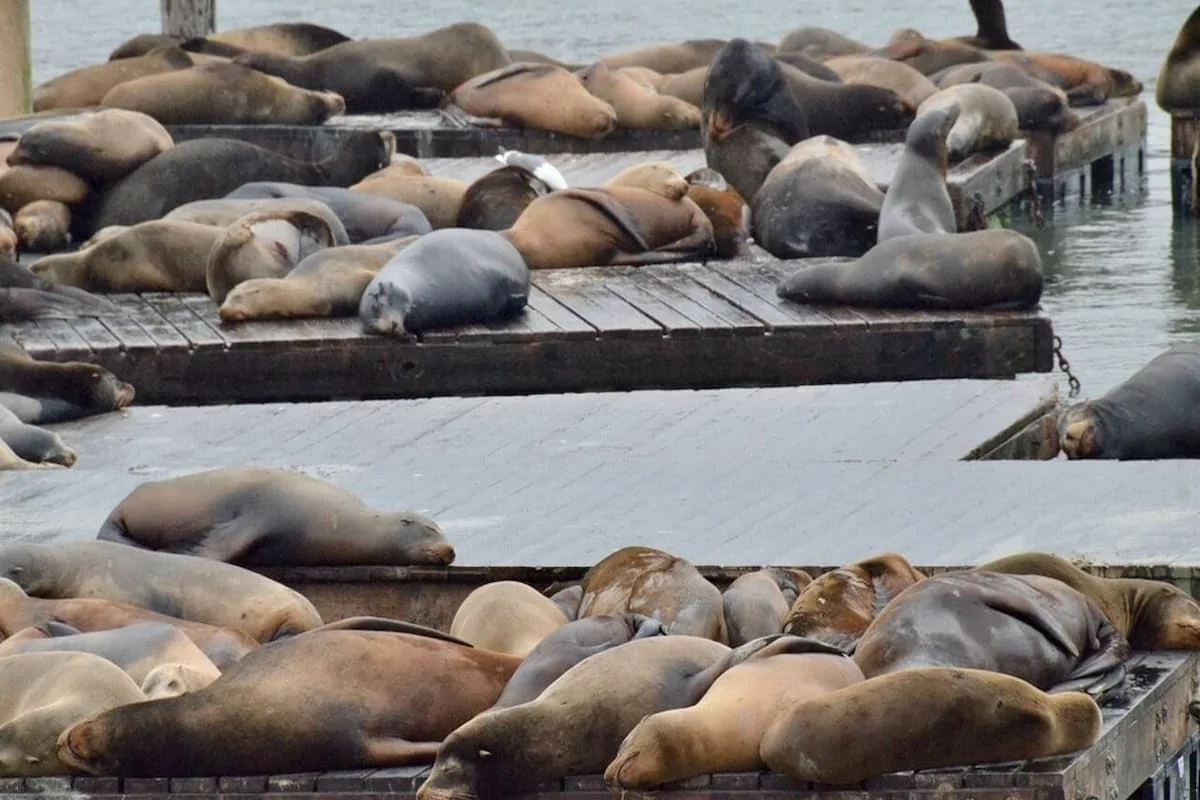 مرگ مرموز فک‌های خزر؛ زنگ خطر برای ایران و همه کشورهای ساحلی