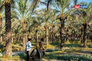 بهای صادرات محصولات کشاورزی، آب است!