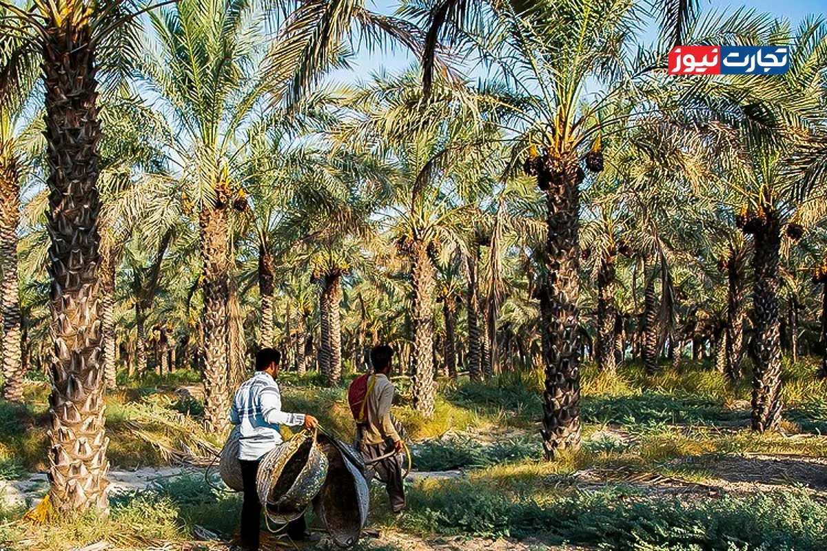 بهای صادرات محصولات کشاورزی، آب است!