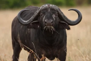 آیا واردات گوشت گاومیش با نرخ ۴.۵ یورو می‌تواند بازار داخلی گوشت را آرام کند؟