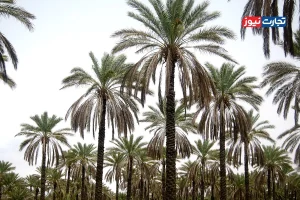 طرح تهاتر خرما با برنج نیاز به واکاوی بیشتر دارد / جزئیات مشخص نشده‌اند