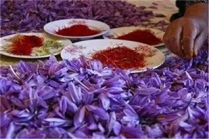 قیمت جدید زعفران اعلام شد/ زعفران کیلویی چند؟