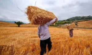 واریز مرحله جدید مطالبات گندم‌کاران/ پرداخت‌ها به ۶۲.۳ همت رسید