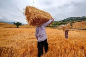 تأمین اعتبار پرداخت پول گندمکاران از محل جدید