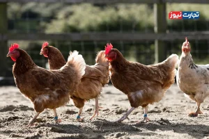 سرانه مصرف گوشت مرغ در کشور بین 25 تا 30 درصد کاهش یافته است / ثابت ماندن مبلغ کالابرگ علی‌رغم افزایش قیمت‌ها موجب کاهش مصرف مردم شده است