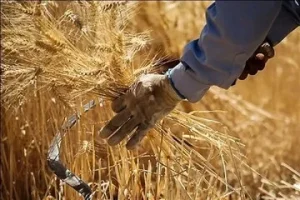۴۱ همت وجوه گندم در دو مرحله پرداخت شد
