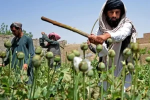 سازمان ملل: کشت خشخاش در افغانستان 95 درصد کاهش داشته است