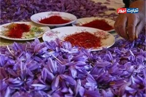 برداشت زعفران از مزارع کشور به نصف رسیده است