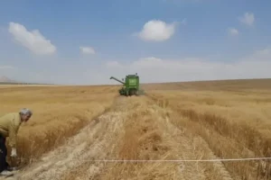 ریزش غلات هنگام برداشت ۵۰ درصد کاهش یافت