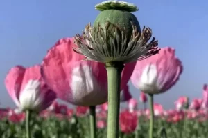 از نشت دارو در شبکه توزیع تا تجویز ۶۰ سی‌سی به جای ۱۸ سی‌سی و تبدیل آن به تریاک