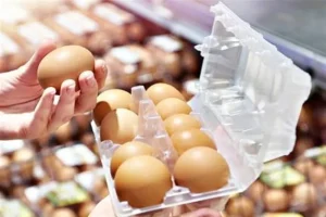 صادرات تخم مرغ مجاز شد