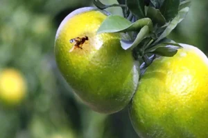 مگس میوه مدیترانه تهدید جدی باغات شمال