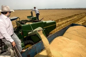وزارت جهاد: خرید تضمینی گندم کاهش ندارد