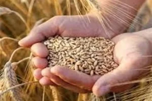 هرگونه جابه‌جایی غیرمجاز گندم قاچاق است