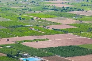 خرید۸۰ هزار تن دانه‌ روغنی از کشاورزان سراسر کشور