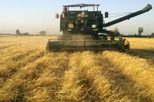 تاخیر در پرداخت مطالبات کشت سال آینده گندم را دچار چالش می‌کند