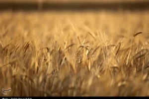 تحویل 6.8 میلیون تن گندم به دولت / کمتر از 30 درصد مطالبات پرداخت شد