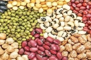 تولید حبوبات ۱۵ درصد افزایش می‌یابد