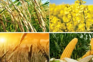 خودکفایی محصولات اساسی بدون توجه به افزایش بهره وری دست نیافتنی است