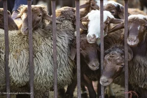 قاچاق دام زنده در حال انجام است / صادرات دام زنده آزاد می‌شود؟