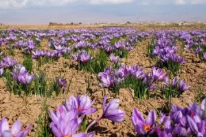 نخستین تامین مالی زعفران از بورس کالا انجام شد