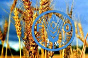 پیش‌بینی فائو از رشد دو رقمی تولید گندم ایران در سال زراعی جاری