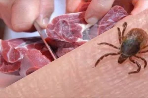 ۷ هزار تن گوشت قرمز وارد شد
